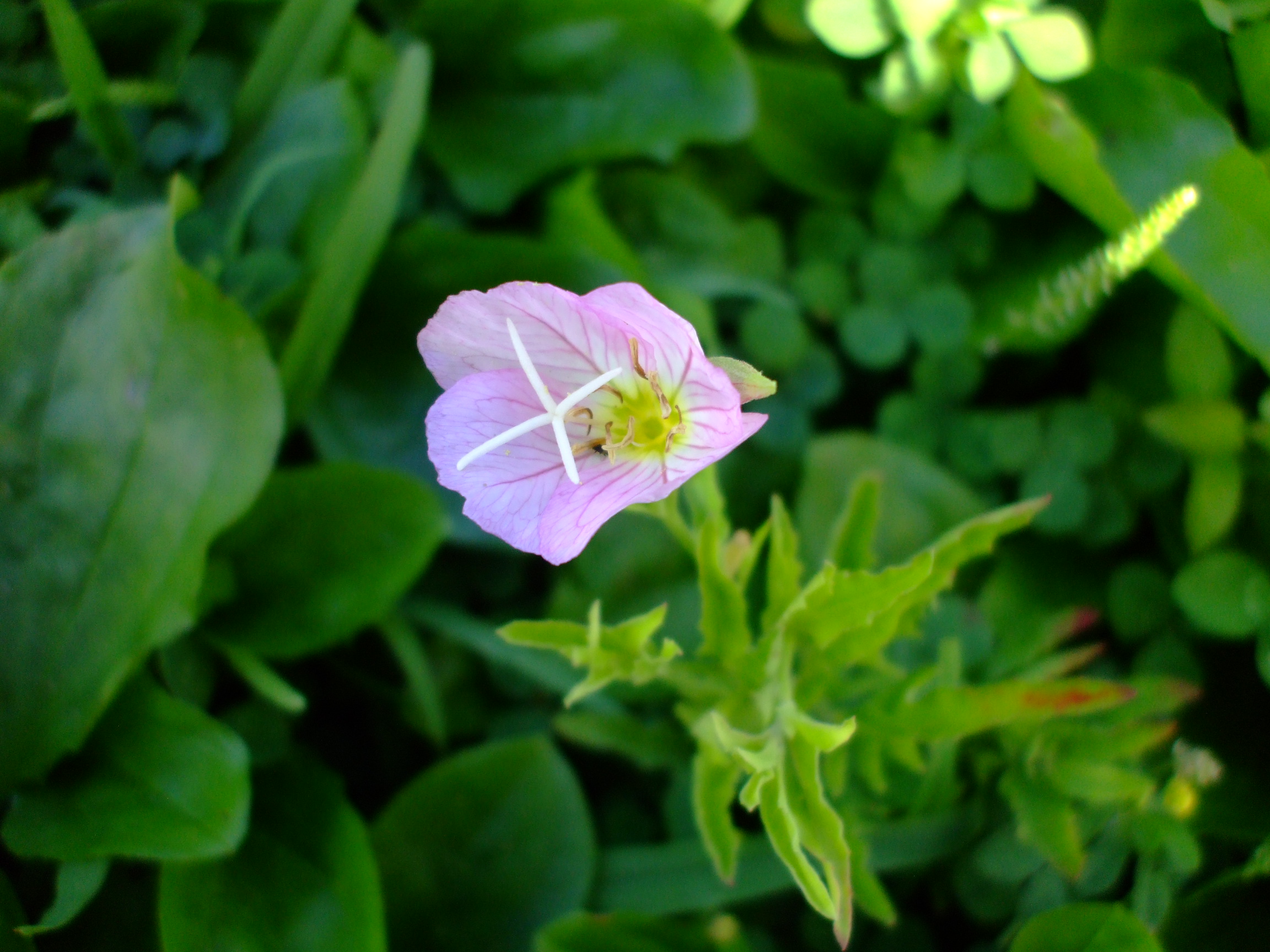 Oenothera speciosa